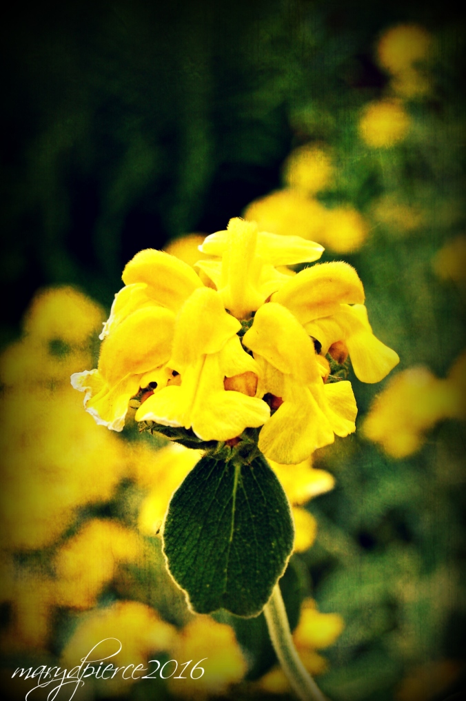 A pretty yellow flower that says heralds spring.